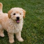 Best Goldendoodle Breeders,