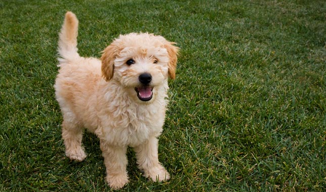 Best Goldendoodle Breeders,