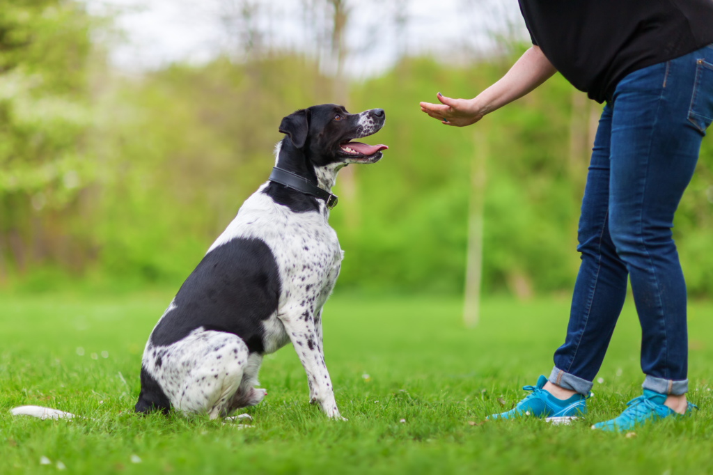 Pet