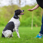 Pet