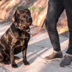 Garmin Pro Trashbreaker Dog Training Collar