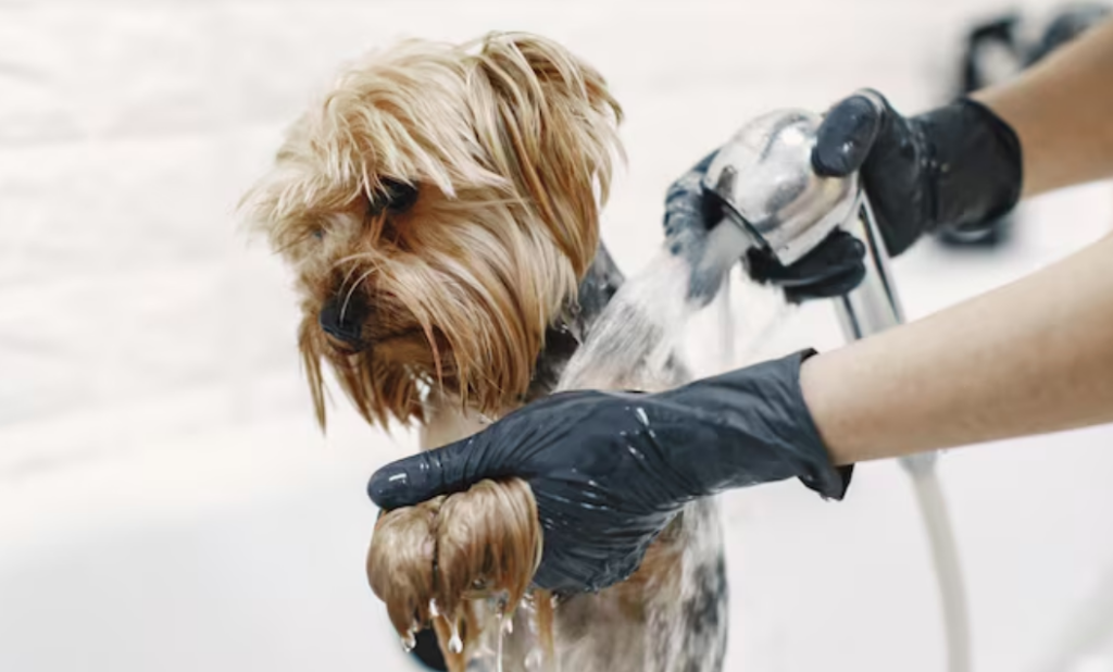 Pet