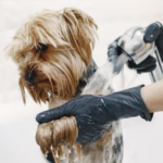 Pet