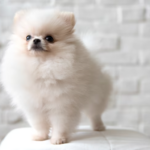 Pomeranian Puppies for Sale