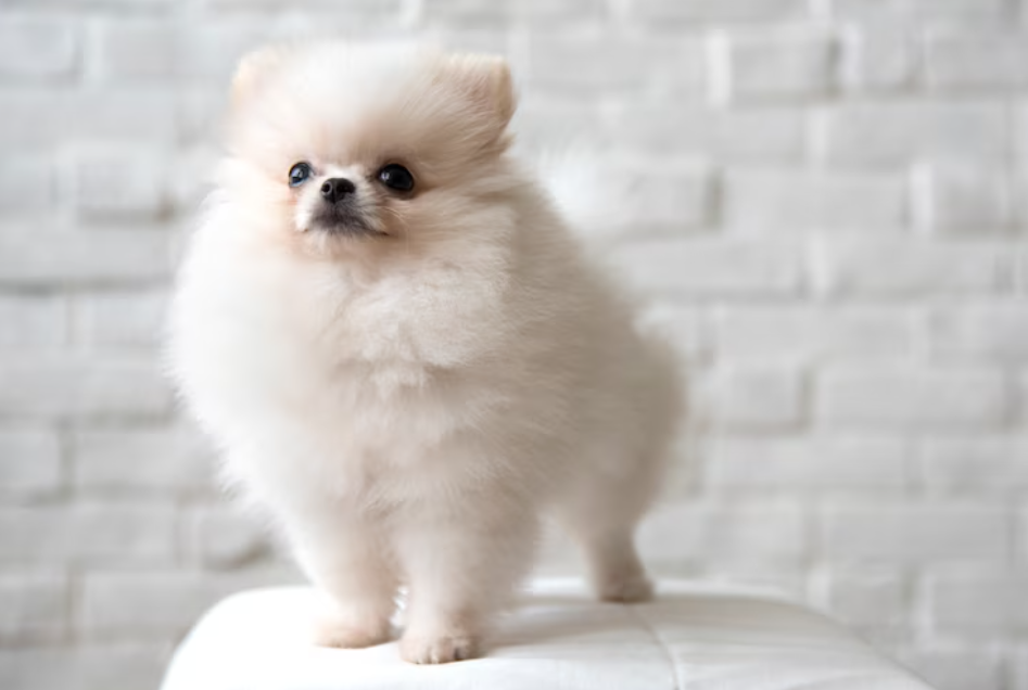 Pomeranian Puppies for Sale